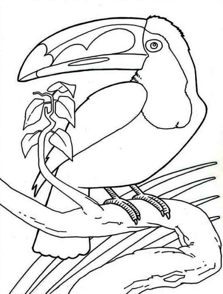 Тукан раскраска