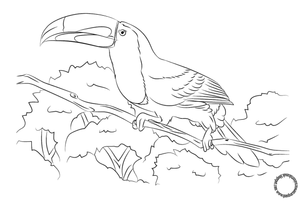 Тропические птицы раскраска