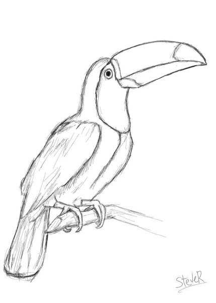 Тропические птицы раскраска