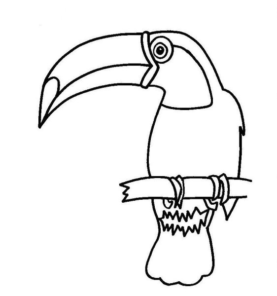 Тукан контур