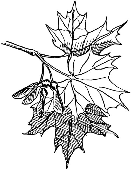 Лист клёна рисунок