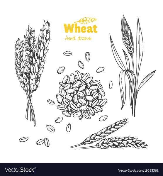 Раскраска зерна пшеницы для детей
