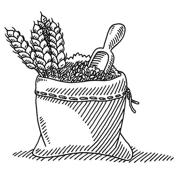 Раскраска зерно пшеницы