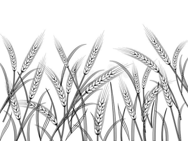 Колос в графике