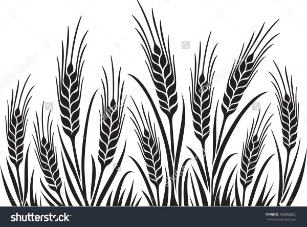 Пшеница контур