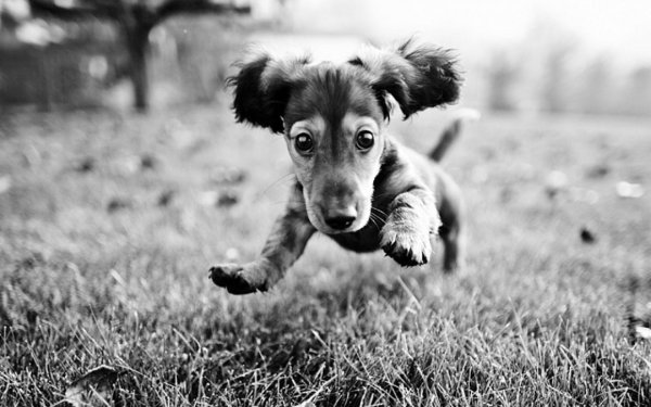 Черно белые иллюстрации