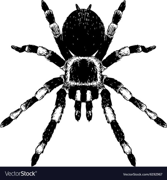 Черный паук вид сверху