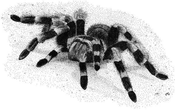 Тарантул черно белый