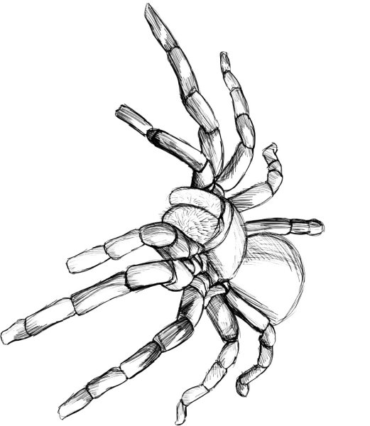 Паук Тарантул Южнорусский