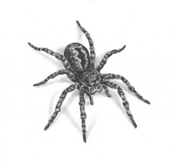 Тарантул тату эскиз