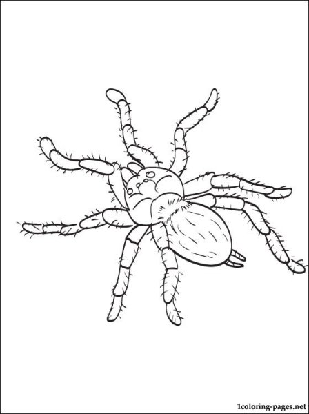 Паук крестовик раскраска