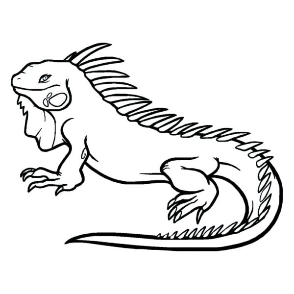 Игуана раскраска для детей