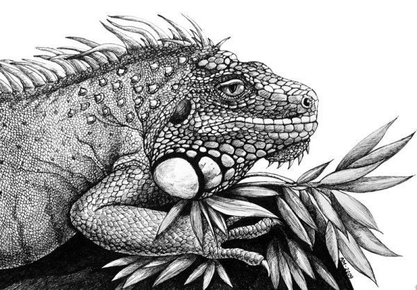 Рептилии Графика