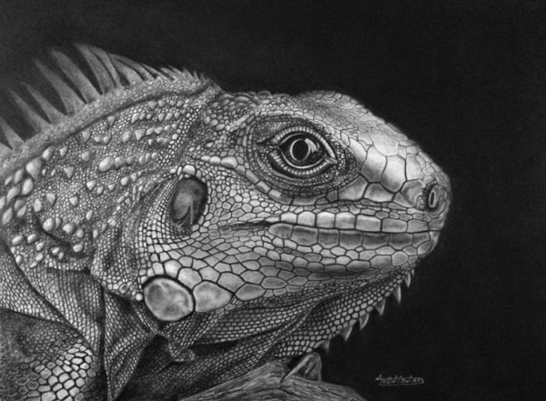 Рептилии карандашом