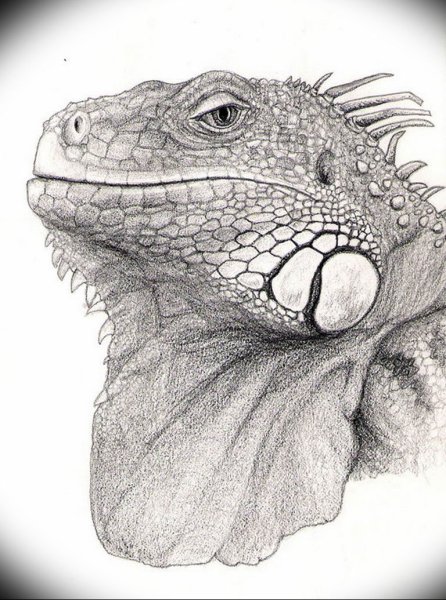 Рептилии для рисования