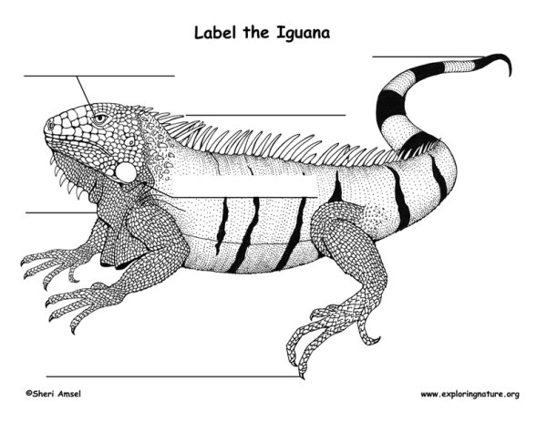 Ящерица раскраска