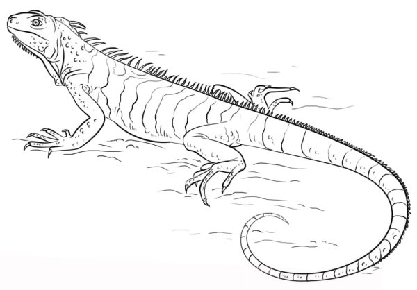 Игуана раскраска