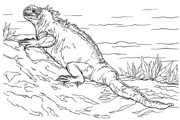 Шлемоносный Василиск рисунок