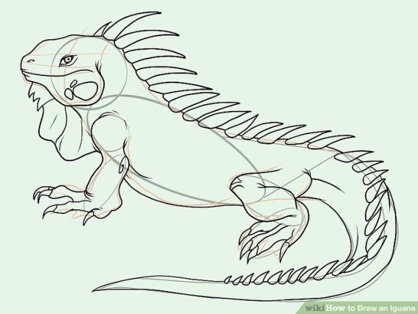 Ящерица раскраска для детей