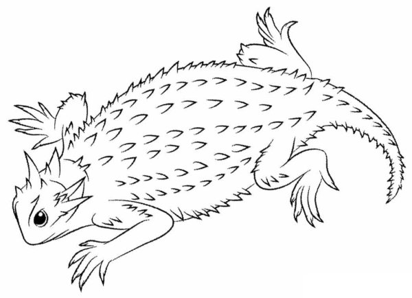 Игуана раскраска