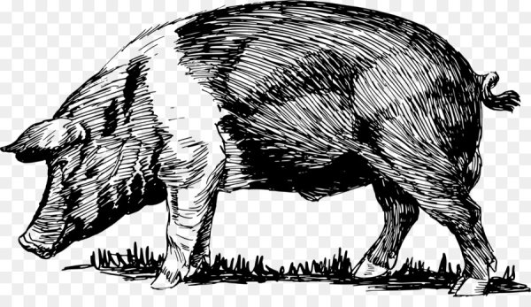 Свинка раскраска для малышей