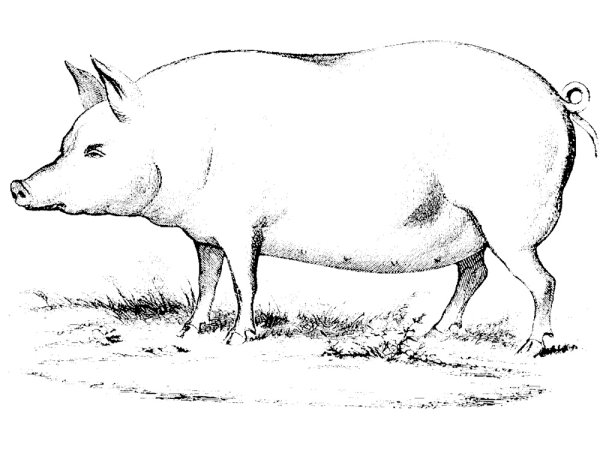 Свинья вектор