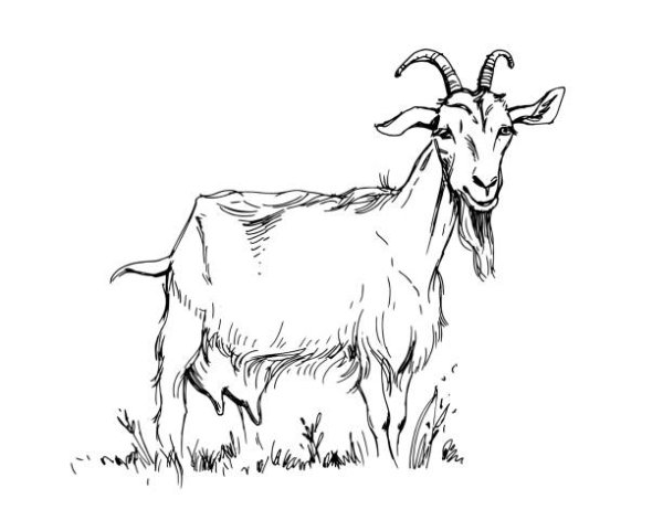 Графическое изображение козы