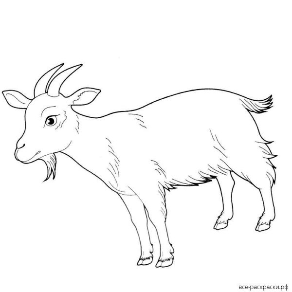 Коза раскраска для детей
