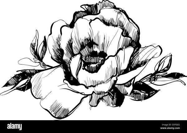 Пионы Графика вектор