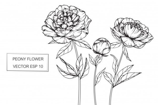 Эскиз пион на стебле
