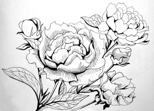 Пион эскиз карандашом