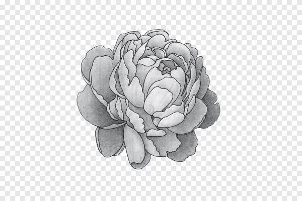 Пионы черно белые на прозрачном фоне