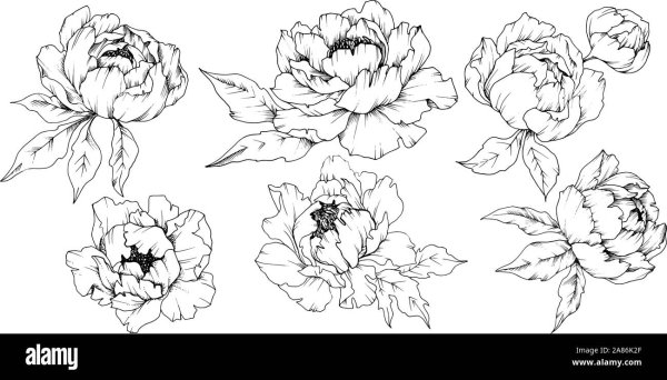 Пион эскиз на прозрачном фоне