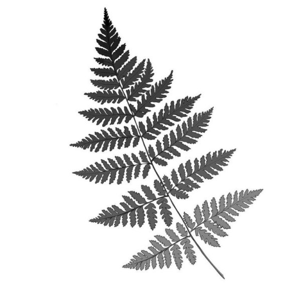 Папоротник Графика