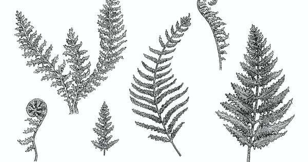 Тату папоротник чб