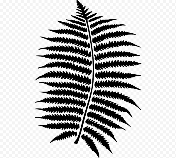 Лист папоротника вектор