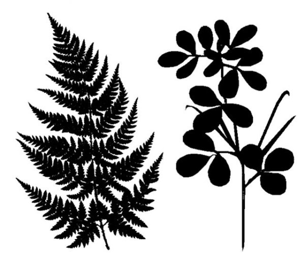 Папоротник силуэт