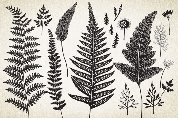 Митурич папоротники