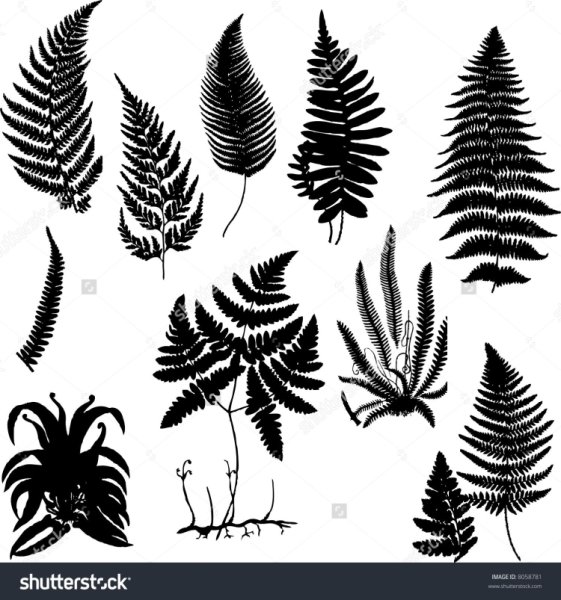 Папоротник тату