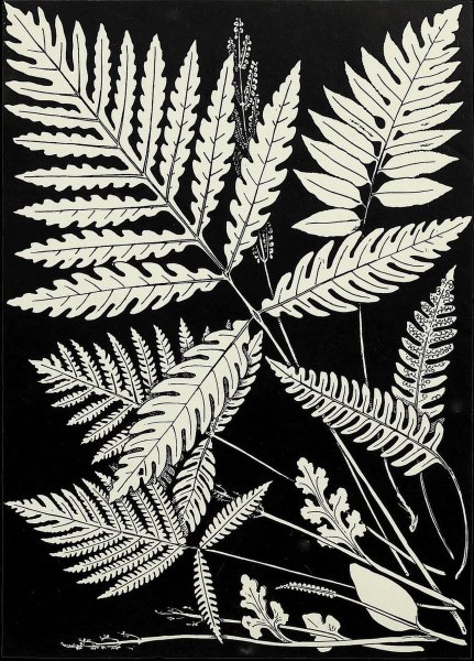 Лист папоротника черный