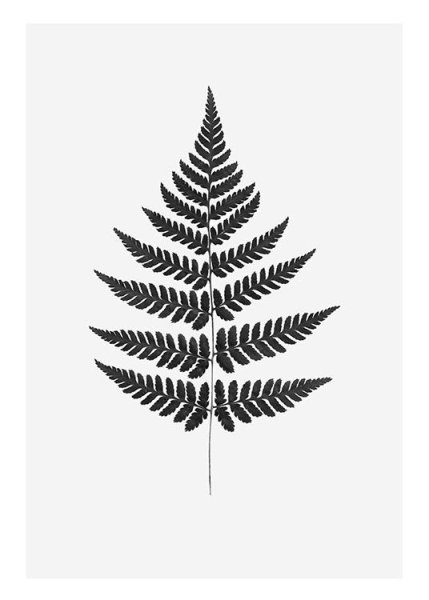 Лист папоротника черно белый