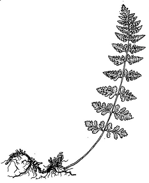 Цистоптерис ломкий