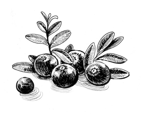 Клюква гравюра