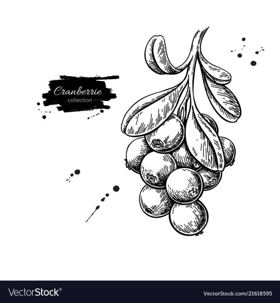 Клюква скетч