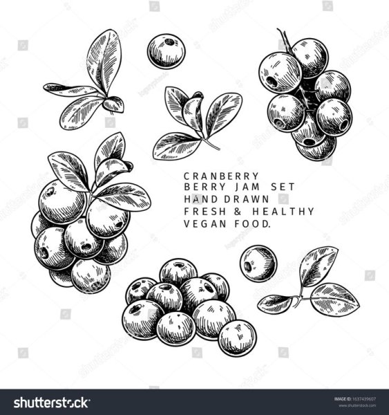 Брусника вектор