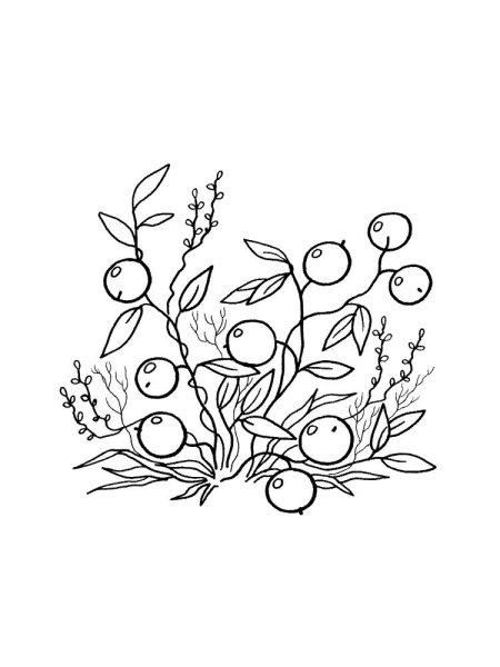 Раскраски ягоды: клюква, брусника, черника.