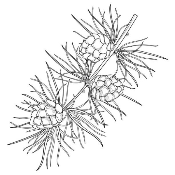Лиственница для раскрашивания