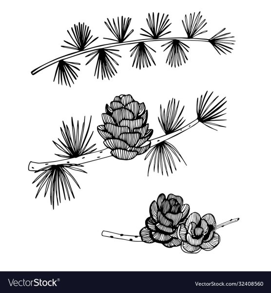 Лиственница вектор