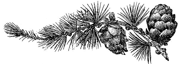 Лиственница Сибирская рисунок хвоинки
