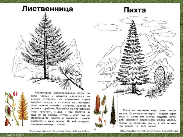 Хвоинки пихты и лиственницы